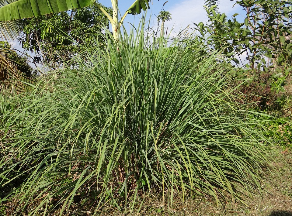 capim limão citronela o que é bom para pernilongo