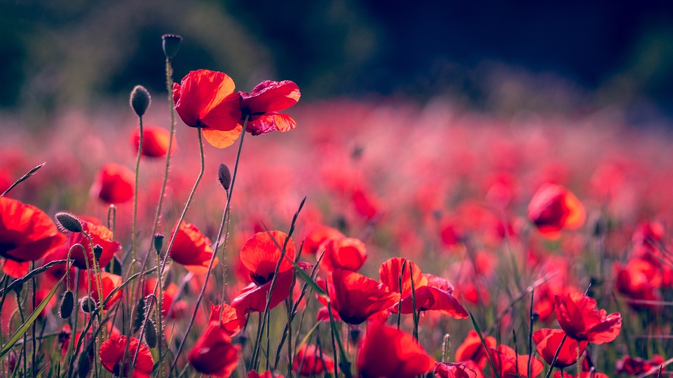 Por que não existe flor preta?